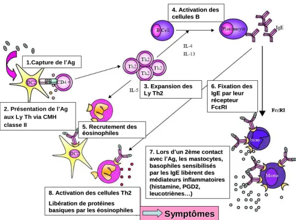 Figure  1  :  Mécanismes  immunologiques  impliqués  dans  le  phénomène  d’hypersensibilité  immédiate (figure adaptée de Mamessier et Magnan, 2006)