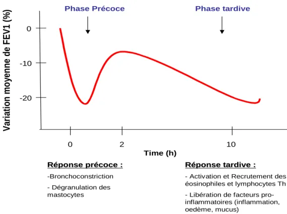 Figure  3 :  Développement  de  2  phases  distinctes :  précoce  et  tardive  chez  un  individu  sensibilisé  en  réponse  à  l’allergène  (figure  adaptée  de  Pettipher,  2008)