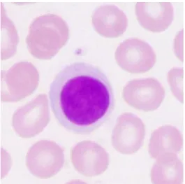 Figure  5 :  Photographie  d’un  lymphocyte  issu  d’un  frottis  sanguin  humain  (grossissement  x  1000)