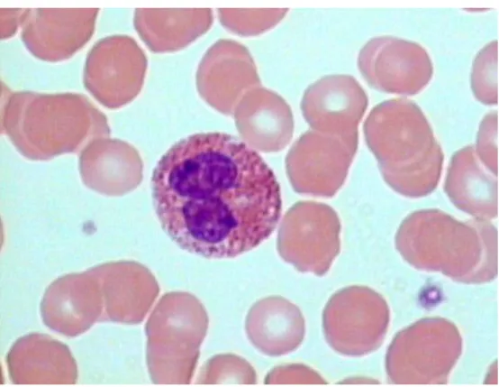 Figure  8 :  Exemple  de  coloration  à  l’éosine  d’un  frottis  sanguin  montrant  un  éosinophile
