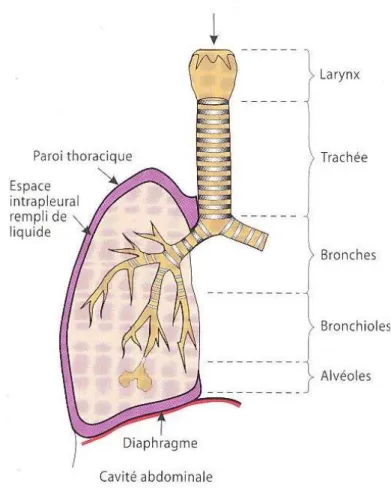 Figure 1 : schéma d'un poumon droit, avec ramification des V.A.S. jusqu'aux alvéoles  (4)