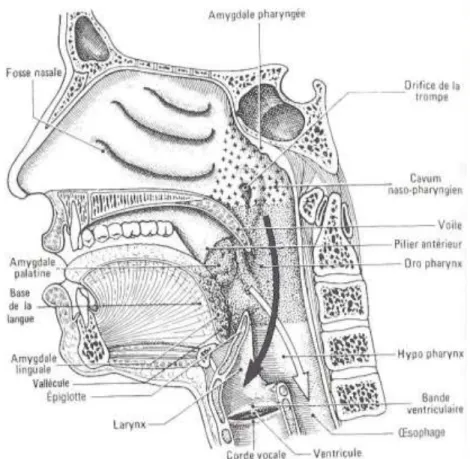 Figure 3 : la représentation du pharynx et du carrefour aéro-digestif (6). 