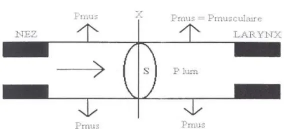 Figure 4 : les forces appliquées dans les V.A.S. (14). 