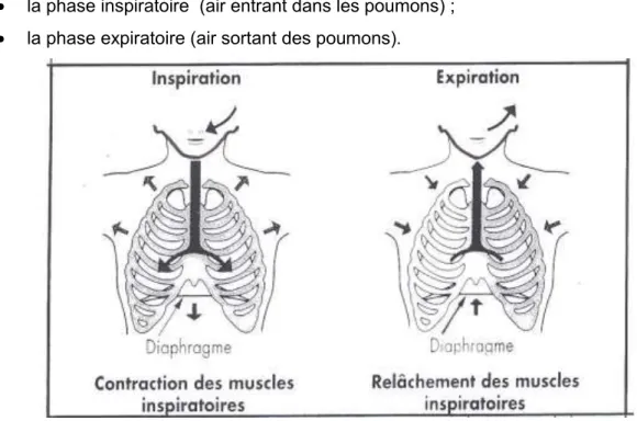 Figure 5 : schéma d'une inspiration/expiration (10). 