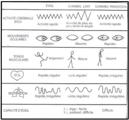 Figure 11 : l’activité corporelle lors du sommeil (19). 