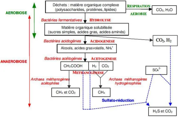 Figure 7:Les différentes étapes de la dégradation biologiques des déchets (Tiré du rapport de Vassilia VIGNERON et  d’après Christensen et Kjeldsen, 1989) 