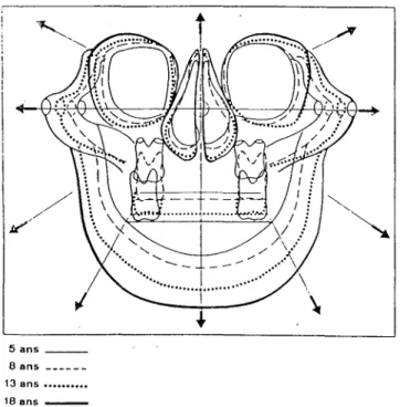 Figure 4 :La croissance céphalométrique de la face fait observer un déplacement en « éclat de soleil» de l'ensemble des structures ( d'après LANGLADE)