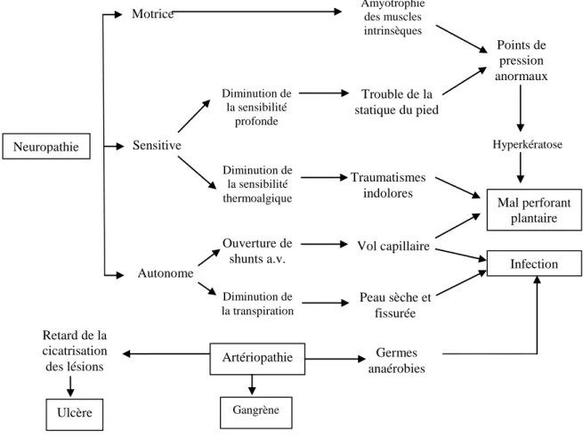 Figure 1. Physiopathologie du mal perforant plantaire 