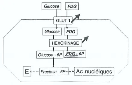 Figu r e 4: fluorod éoxygluco se (FO C) et m étabolism e cellul aire (ma lin). E=éne rg ie