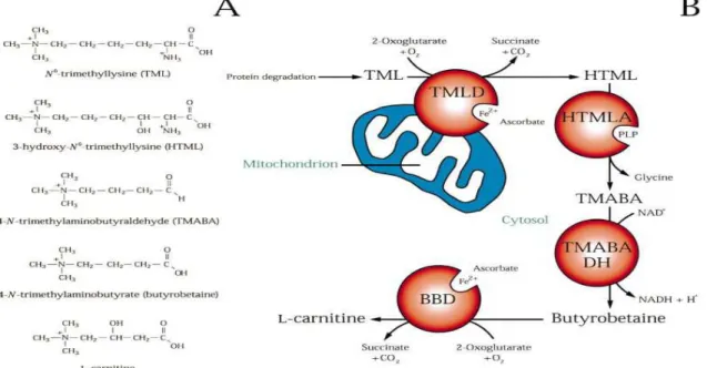 Figure 5 : synthèse de la carnitine, ( Frederic M. VAZ and Ronald J. A. WANDERS,  Carnitine  biosynthesis in mammals, Biochem