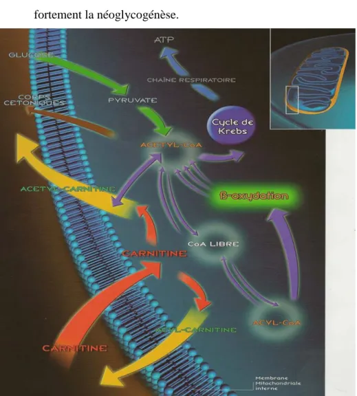 Figure 8 : Modulation et régulation des rapports intracellulaires des groupes acyles et acétyles  (Lévocarnil®, Laboratoire Sigma-tau, 2005, 11) 