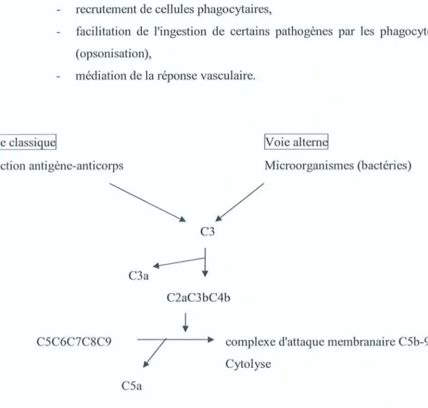 Fig 4 - Sys tème du complément