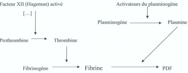 Fig 5 - Sys tè me de coag ula tion et fibinolyse