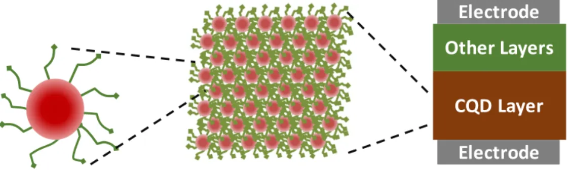 Figure 1-2: A CQD structure: semiconductor cores and ligands attached to the cores (left)