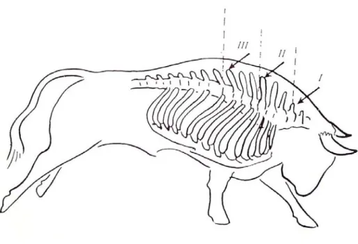 Figure 3: Exemples de piques 
