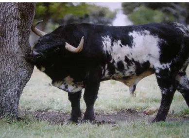 Figure 27: Taureau avec une robe pie noire 