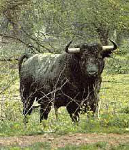 Figure 30 : Caste Gallardo de la ganaderia Pablo-Romero 