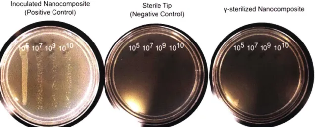Figure  2-4:  Sterility  of nanocomposite  after gamma sterilization.  LB agar plates treated  with dilutions  of overnight  cultures  containing E