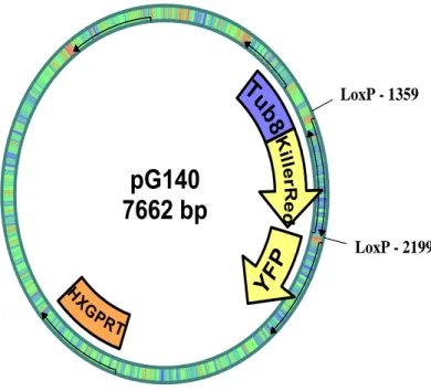 Figure 10 : Carte physique du plasmide pG140.   