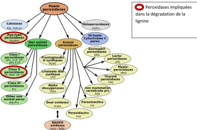 Figure 6 : Familles des peroxydases à hèmes (PeroxiBase ,(Passardi et al.2007) ) 