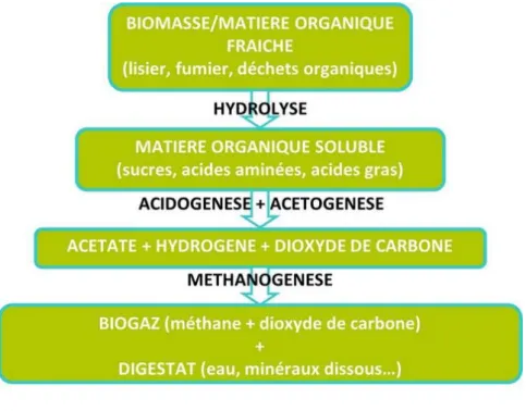 Figure 1: Etapes du procédé de méthanisation 