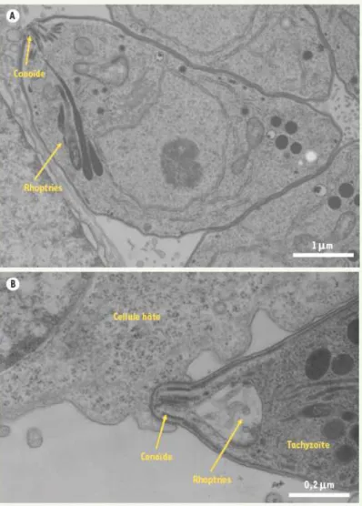 Figure 2 : Pénétration  du parasite dans une cellule (d’après Anofel) 