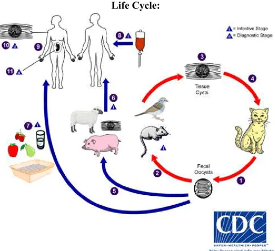 Figure 5 : Cycle de Toxoplasma gondii (d’après CDC)