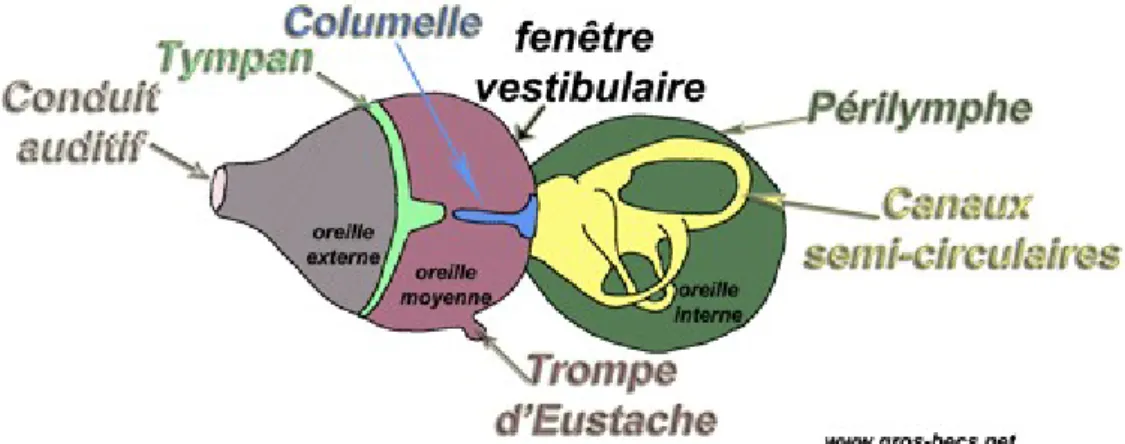 Illustration 1: Oreille des oiseaux