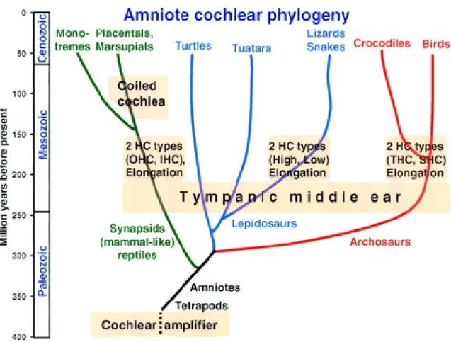 Illustration 2: arbre phylogénétique de l'oreille interne [4]