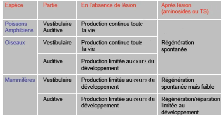 Illustration 3: capacité régénérative des cellules ciliées chez différents vertébrés [5]