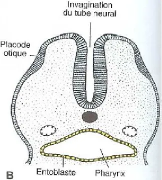 Illustration 6: placode otique [9]