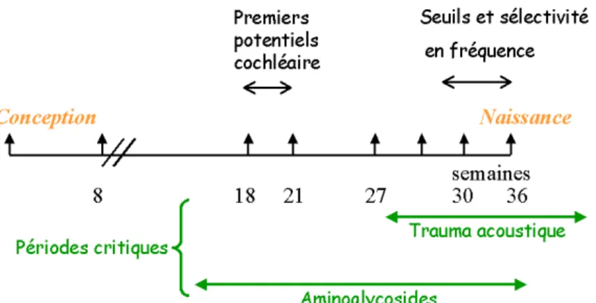 Illustration 8: représentation de l'hypersensibilité au bruit et  aux agents ototoxiques de la cochlée en période périnatale [12]