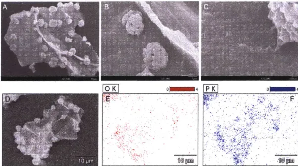 Figure  2.4. A.,  B.,  C.,  SEM  Micrographs  of graphene phosphate  produced from a LiBr mass loading  of 2.5:1  relative to graphene  oxide