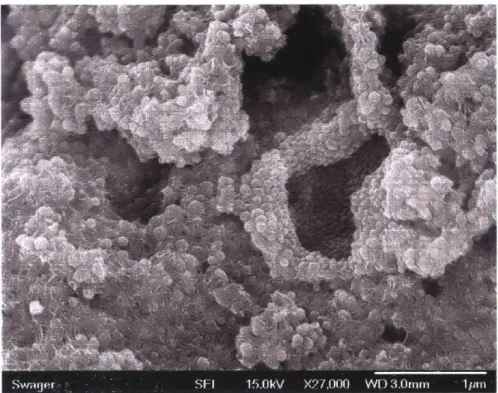 Figure 2.9.  SEM  image  of CePhosGraphene.  In  this  image,  the  extensive  decoration  of the  graphene surface by  CePO4  nanoparticles  is  observed.