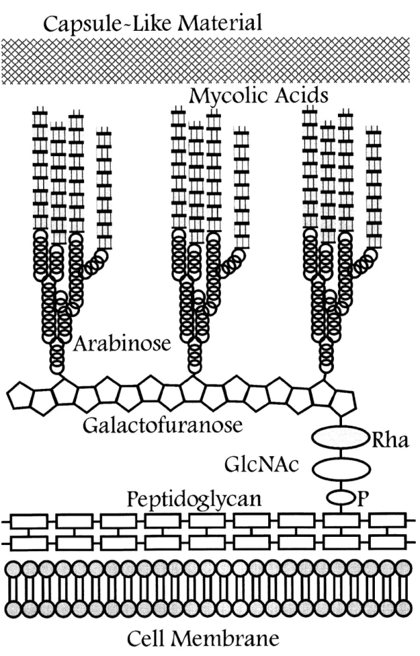 Figure  3.  Schematic  representation  of the cell  wall of M. TB.