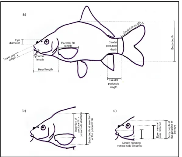 Fig. 2.5.: Picture showing the functional traits measured on the whole fish a,   and on the head in detail b, c (Schleuter pers