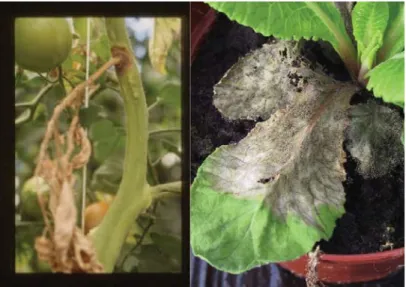 Figure 2.a Botrytis infection on tomato (INRA, Avignon)