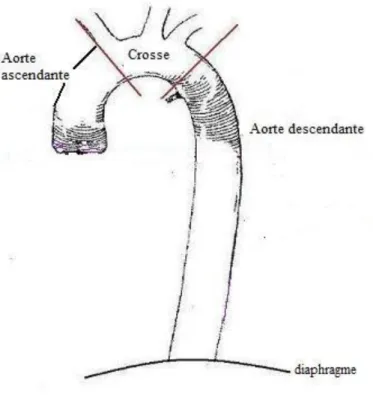 Figure 1 – schématisation de l’aorte thoracique 