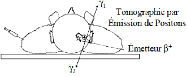 Figure 10 : schématisation des 2 photons émis à 180° l’un de l’autre. 