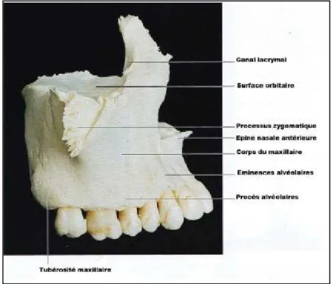fig 1.  Vue de profile du maxillaire (GARK, 2010) 