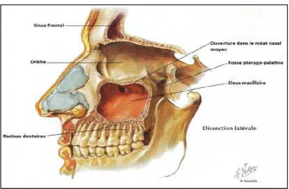 fig 2.  Localisation du sinus maxillaire (NETTER, 1997) 