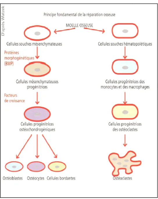 fig 7.  Sché ma simplifie  cellules osseu
