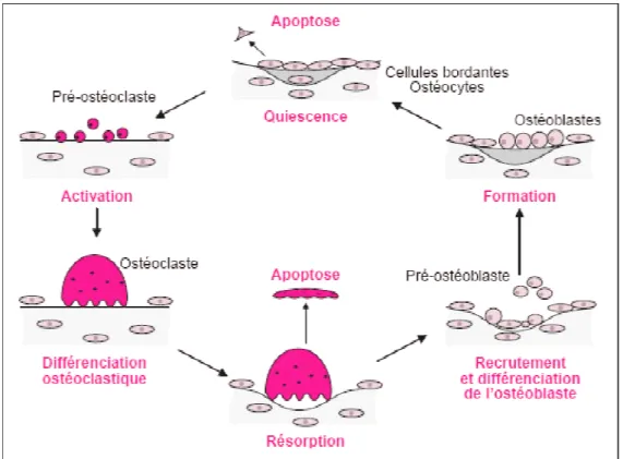 fig 8.  Le remodelage osseux