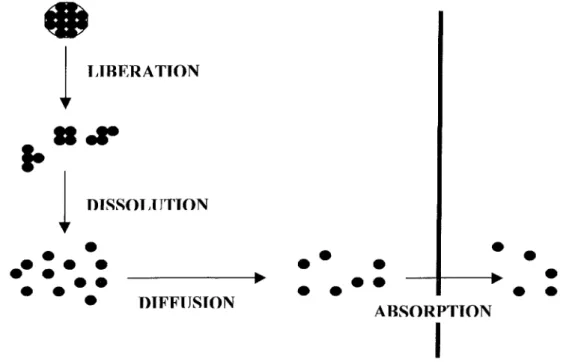 Figure 1 / Phase biopharmaceutique du devenir in vivo d'un médicament (D'après (1))