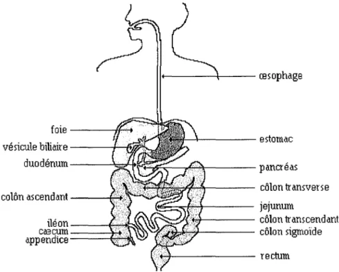 Figure 2 / Schéma anatomique du tube digestif