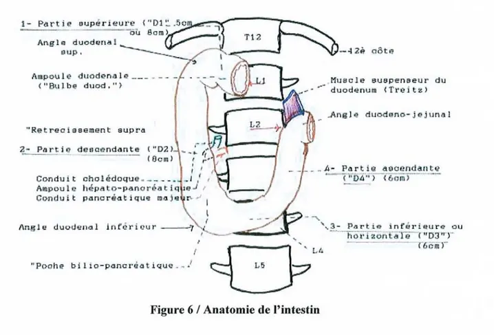 Figure 6 / Anatomie de l'intestin