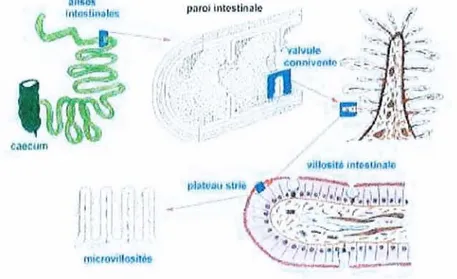 Figure 7 / Replis de la muqueuse intestinale