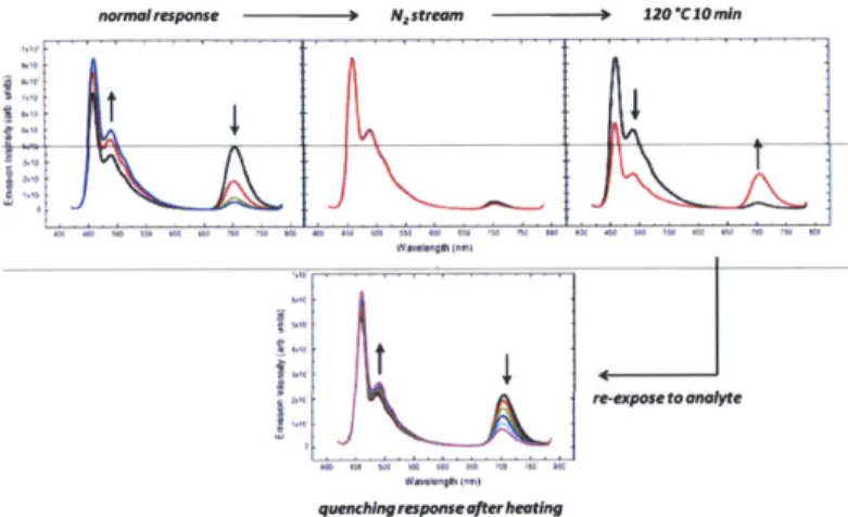 Figure  2.9.  Sequential  fluorescence  spectra  of sensor  formulation.  The  film  is first  exposed to the saturated  vapor of cyclohexanone  until  the emission of SQ1  is suppressed  (top,  left)
