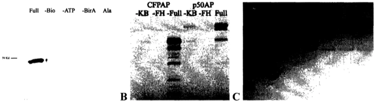 Figure 1-1: A:  Streptavidin-HRP western blot  ofp5OAP background biotinylation test. -bio  lacks biotin, - -A TP lacks -A TP, -Bir-A lacks biotin ligase, and -Ala lacks the -AP lysine B:  In-gelfluorescence  detection of ,fluorescein hydrazide is dependen