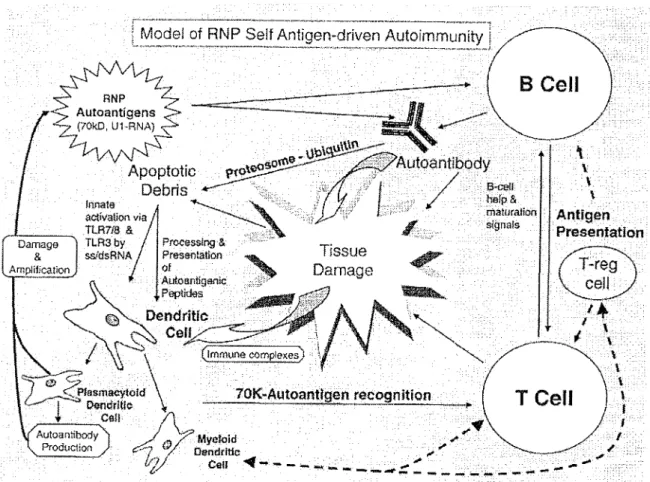 Figure 3 : Modèle immunopathogénique dans l'auto-immunité anti-RNP d'après Hoffman et al.[120]